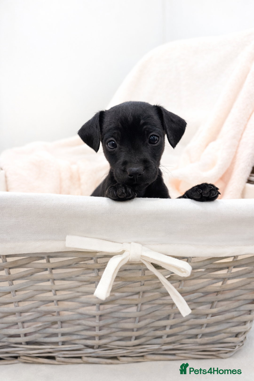 Jackapoo dogs for sale: Beautiful Jackapoo Puppies 🐾 - Advert 2