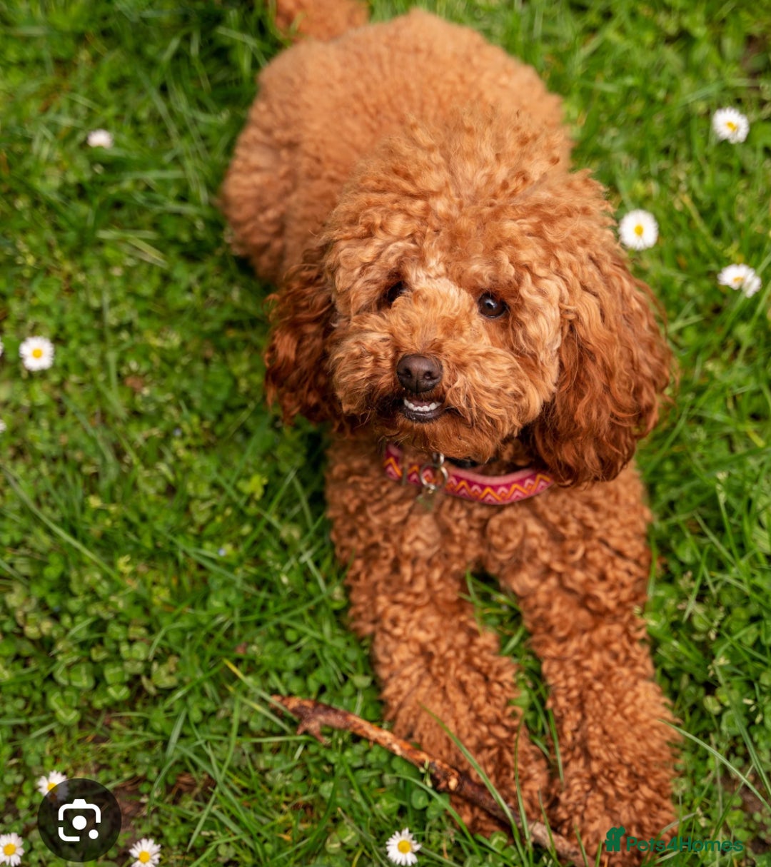 Maltipoo dogs for sale: Maltipoo puppy girl - Advert 9