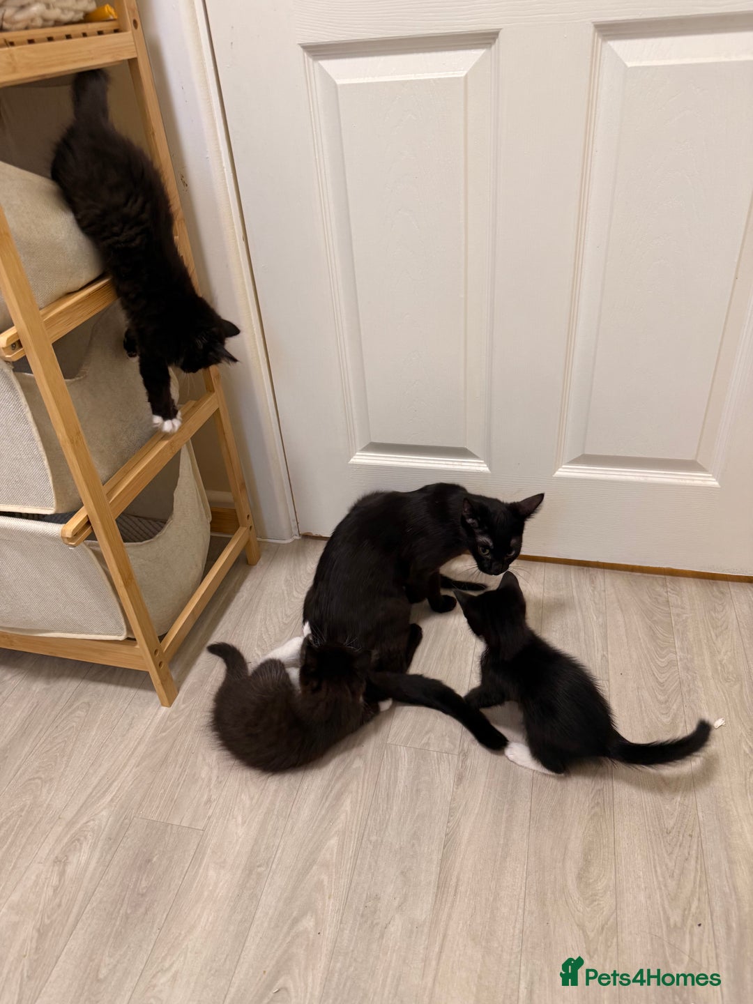 British Shorthair cats for sale: ALL BLACK FEMALE SHORTHAIR KITTEN - Image 4