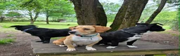 Mixed Breed dogs for adoption: Tommy deserves his forever in Havant - Advert 6