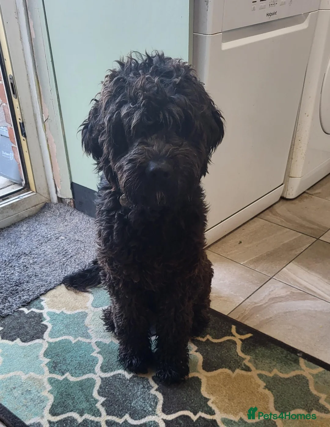 Mixed Breed dogs for adoption: ARTIE  - Advert 2