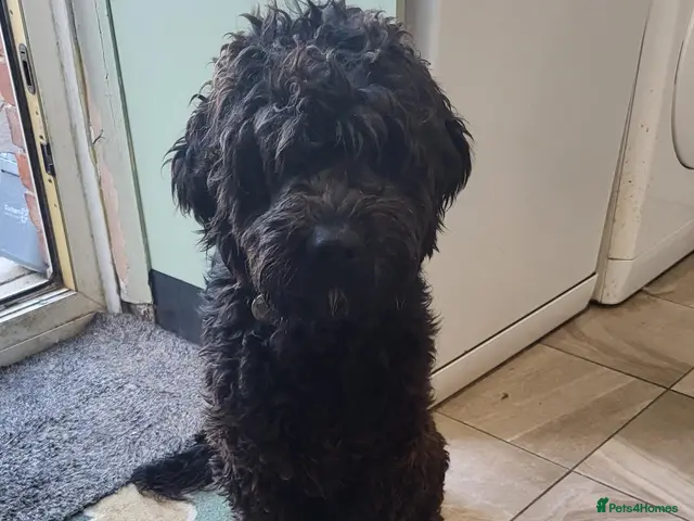 Mixed Breed dogs for adoption: ARTIE - Advert 2