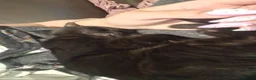 Bombay cats for sale: Bombay famale cat - Advert 7