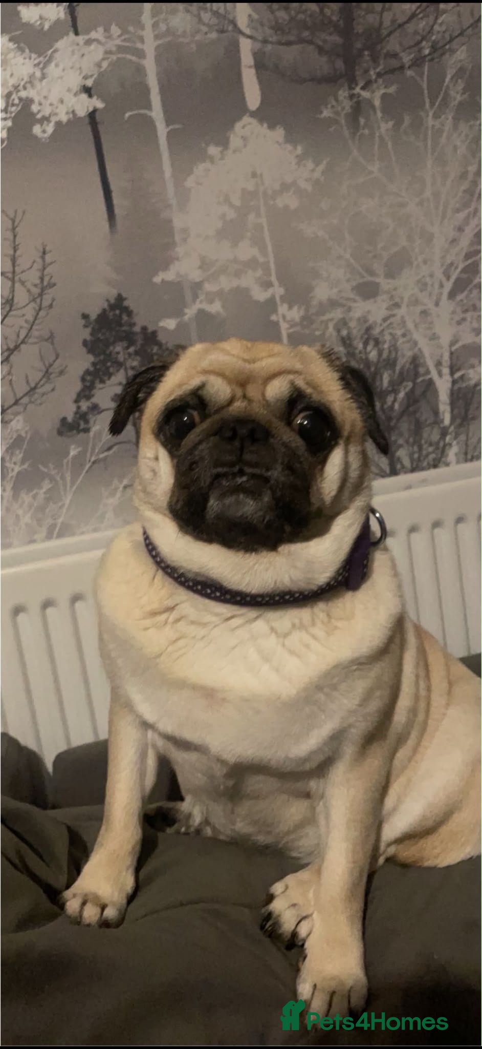 Pug dogs Pug needs rehoming - Advert 1