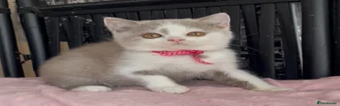 British Shorthair 2 Lila 