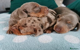 Miniature Dachshund dogs for sale: Three Musketeers Miniature Dachshund - Image 1