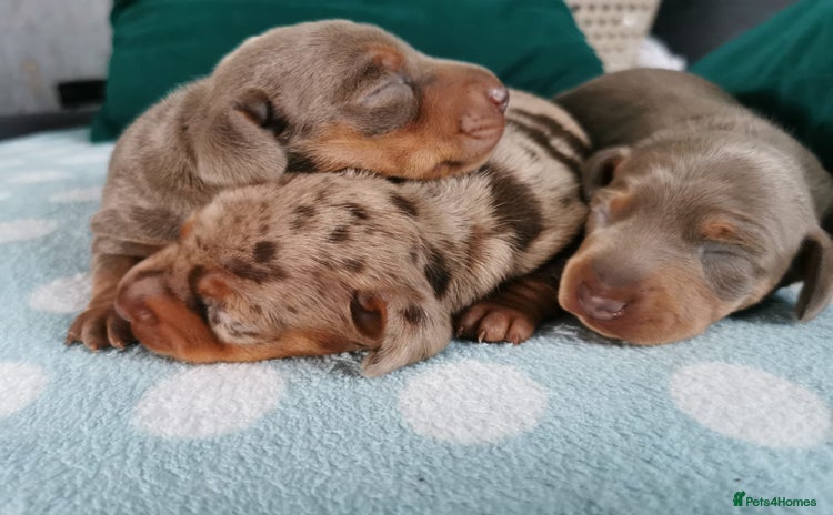 Miniature Dachshund dogs - Advert 2