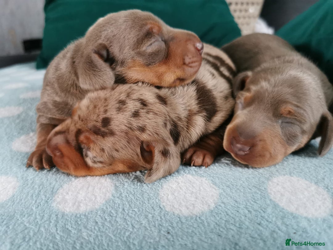 Miniature Dachshund dogs for sale: Three Musketeers Miniature Dachshund - Image 1