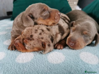 Miniature Dachshund dogs - Advert 3