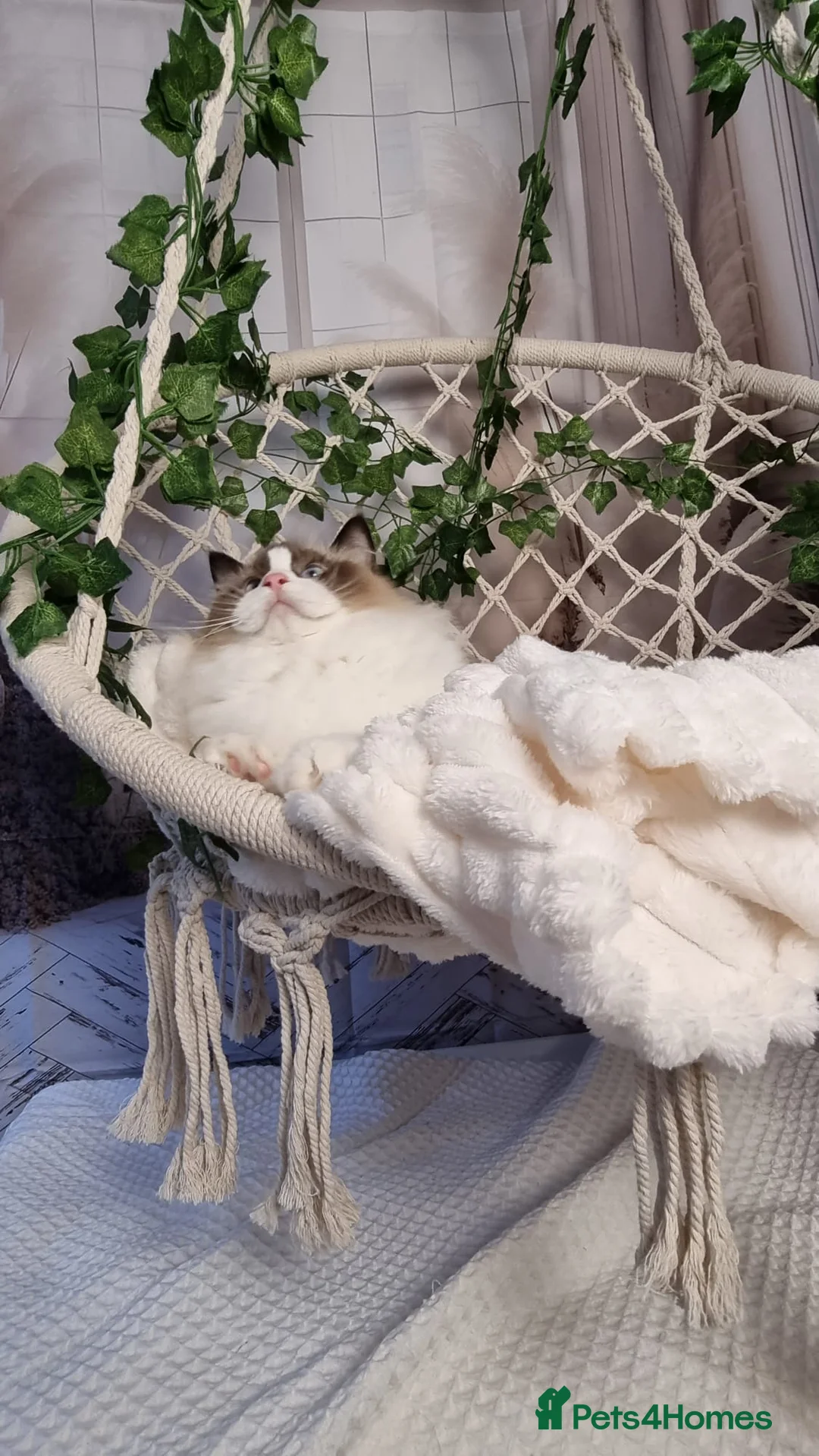 Ragdoll cats for sale: Exceptional Tica Registered Ragdoll Kittens - Advert 9