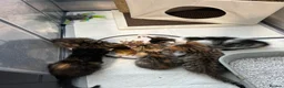 Mixed Breed cats for sale: 2 kittens - 1 boy, 1 girl in Swadlincote - Advert 15