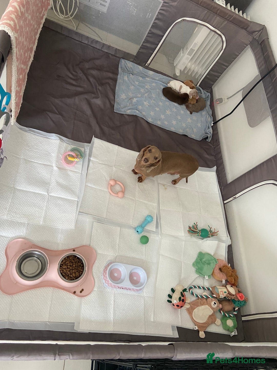 Miniature Dachshund dogs for sale: Dolly mixture dapple/piebald  - Image 7