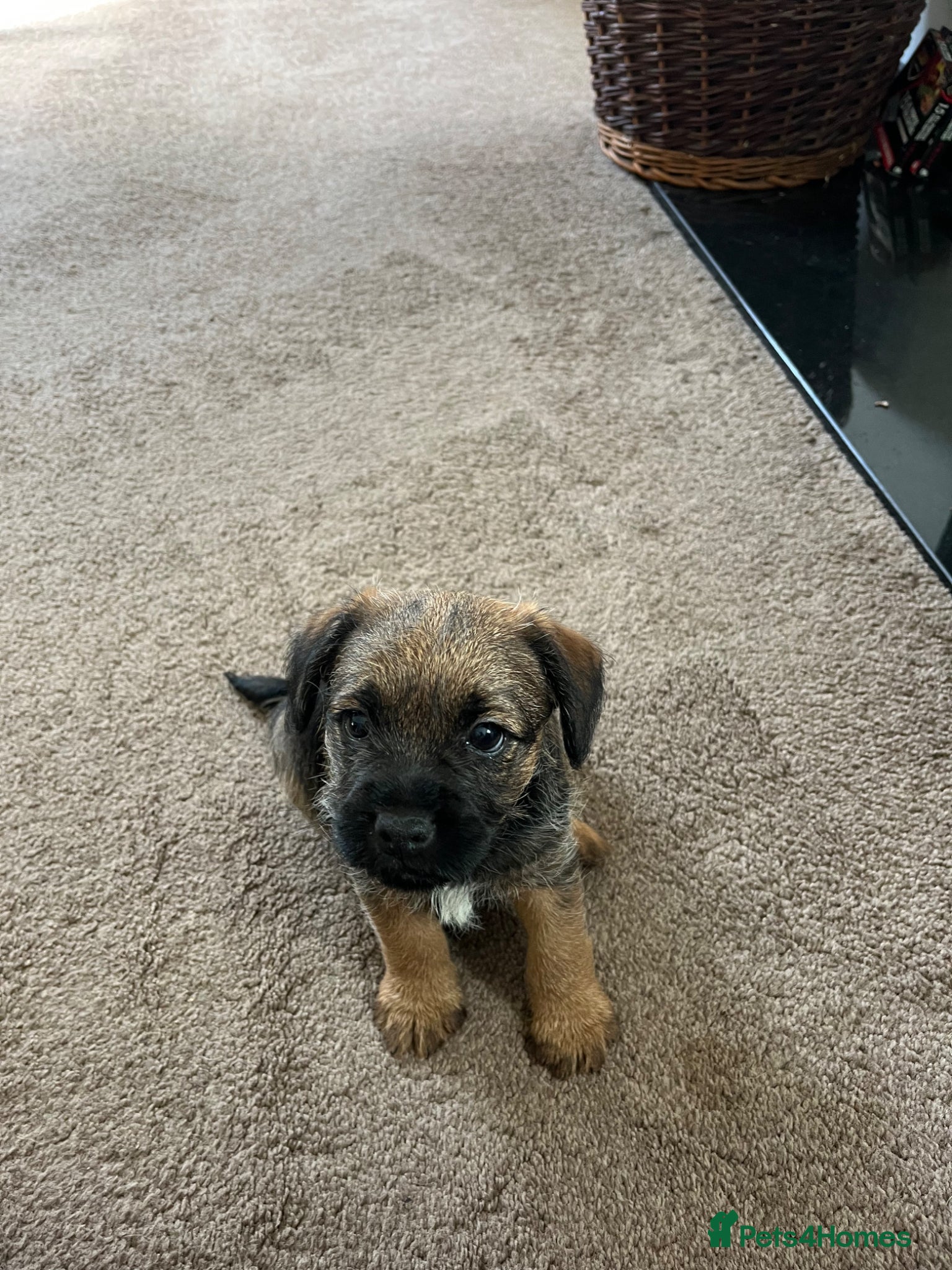 Border Terrier dogs Lovely chunky chap - Advert 5