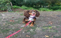 Cocker Spaniel dogs for sale: Beautiful KC reg Cocker Spaniel Pups - Image 19