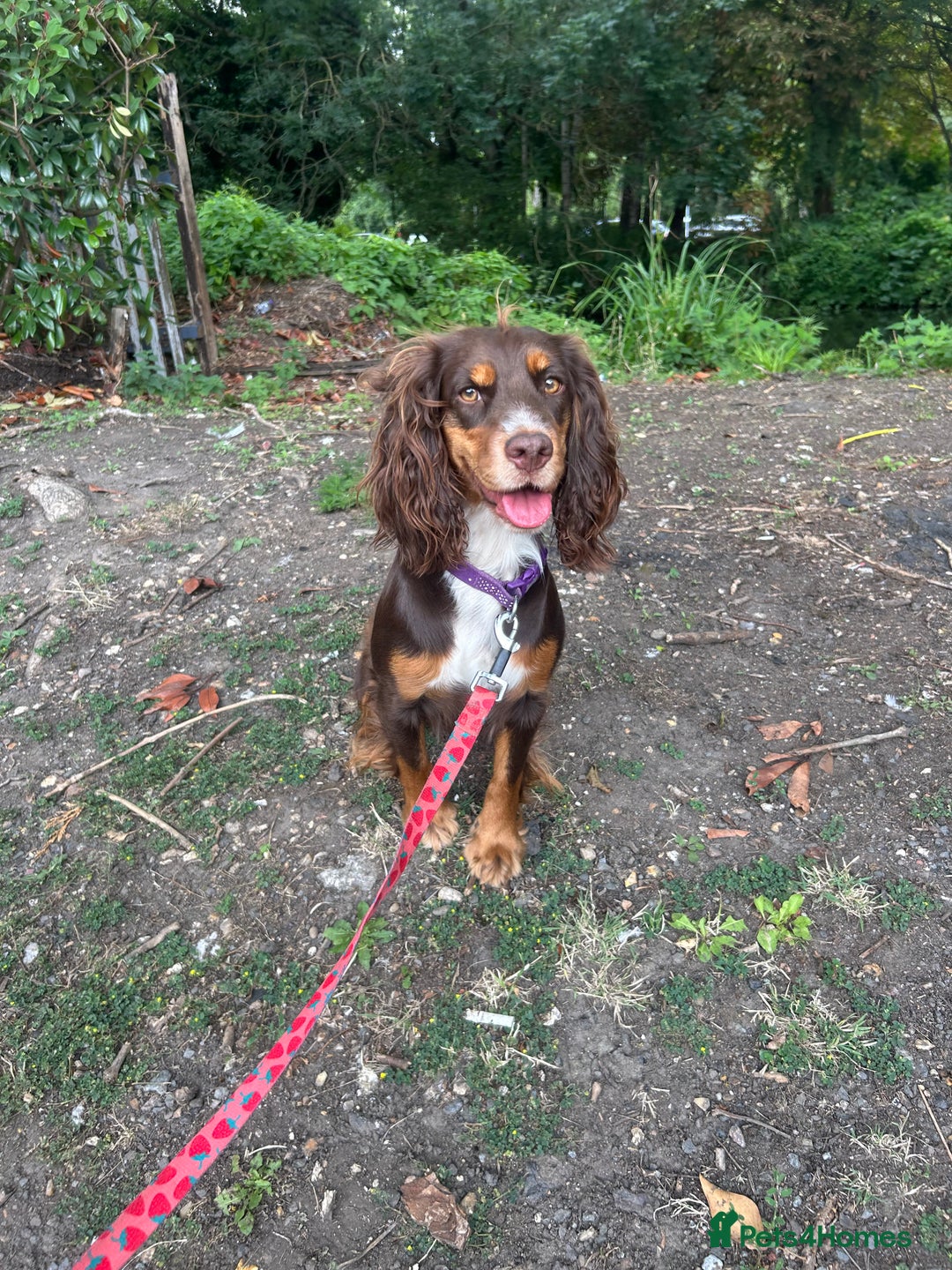 Cocker Spaniel dogs for sale: Beautiful KC reg Cocker Spaniel Pups - Image 19
