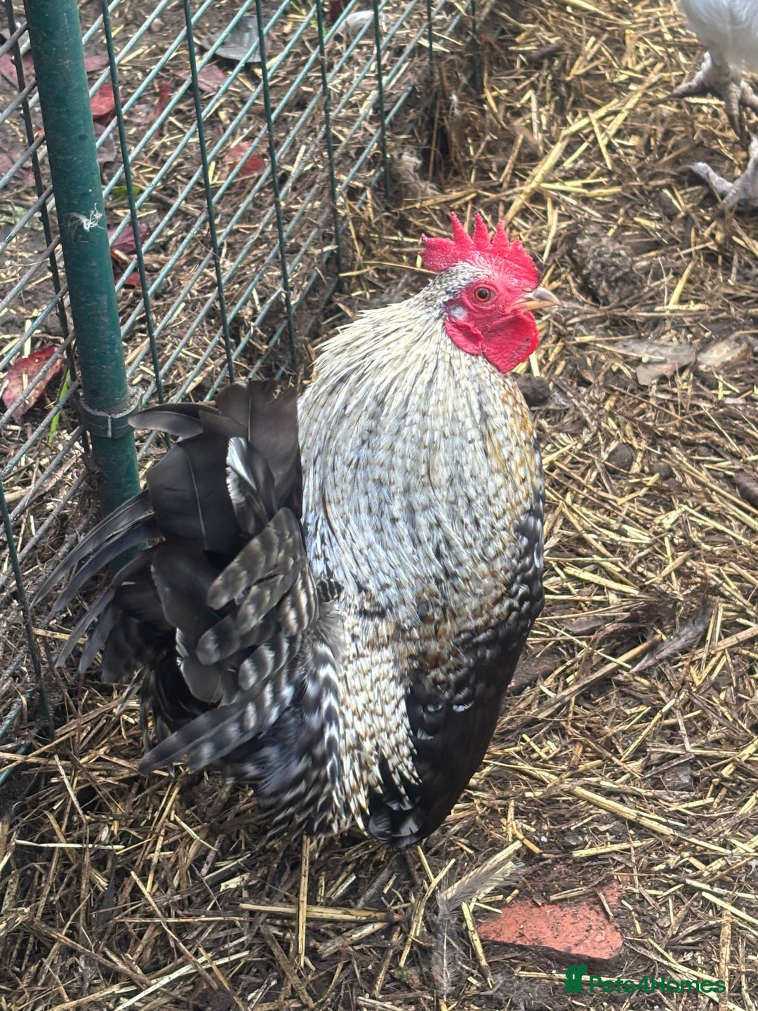 Chickens poultry for sale: Serama cockerels  - Advert 7