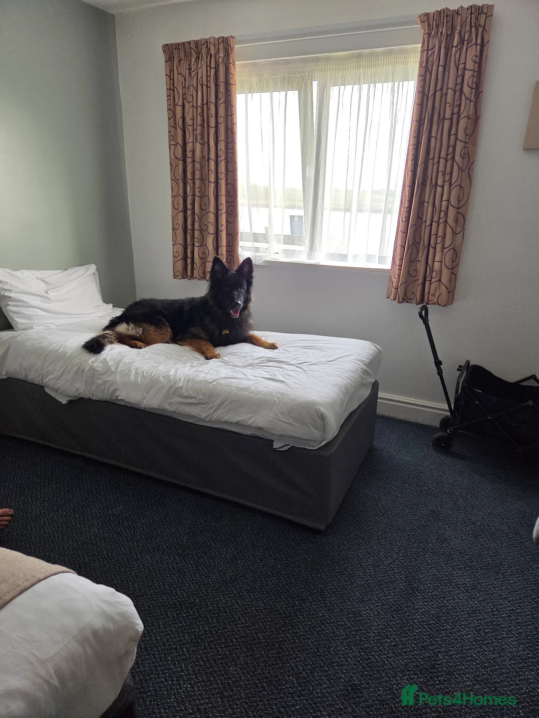 German Shepherd dogs for sale: Chas is looking for his forever home in Halesworth - Advert 12
