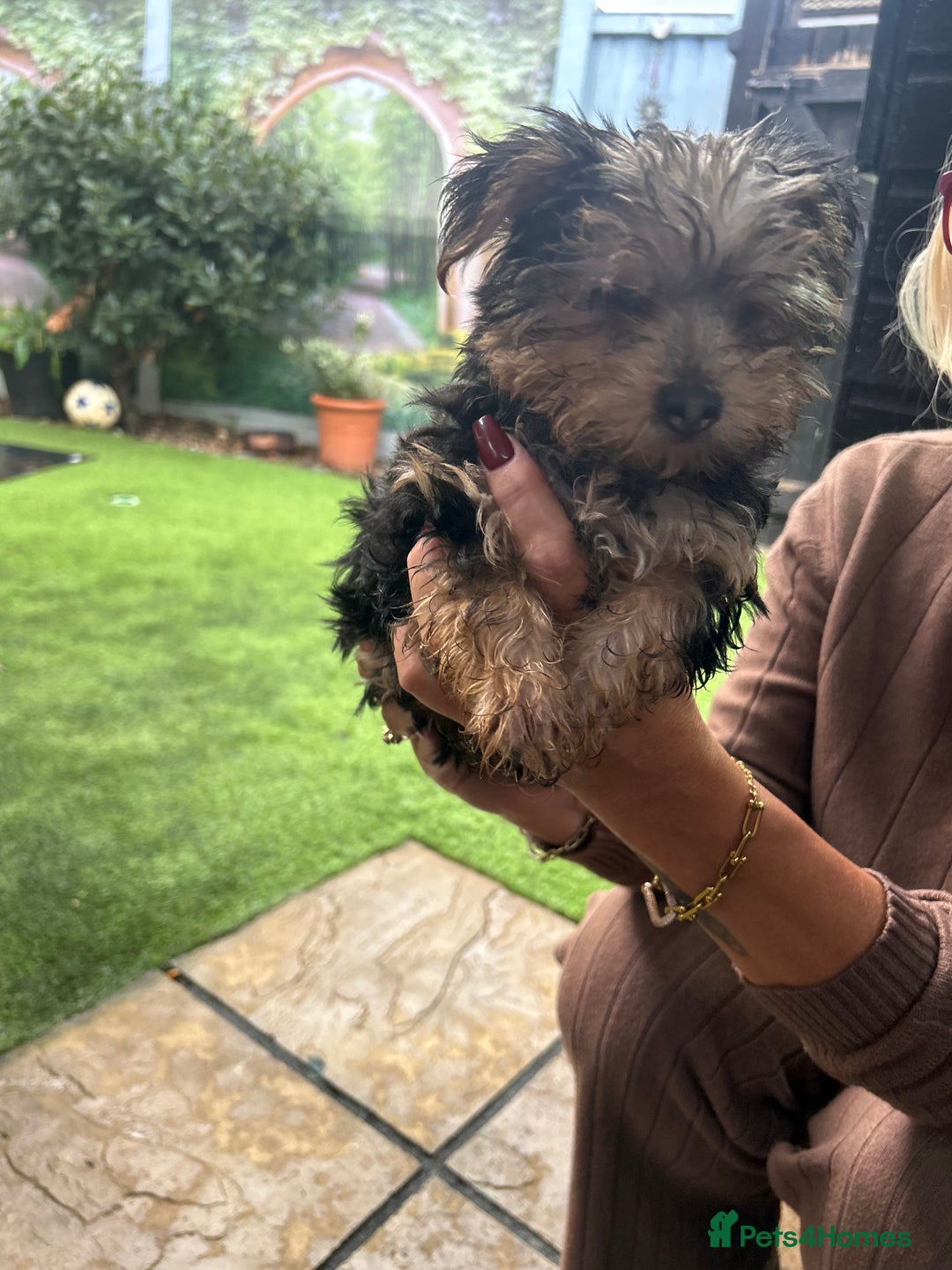 Yorkshire Terrier dogs for sale: Yorkshire terriers 1 boy 3 girls - Image 21