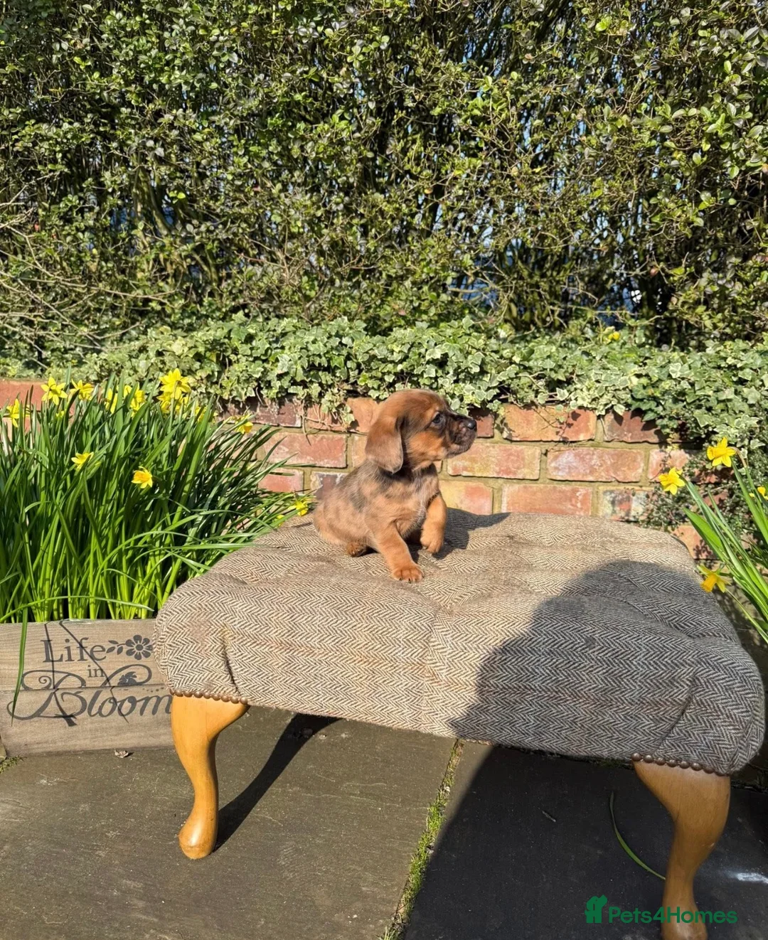 Mixed Breed dogs for sale: Outstanding Shithunds  - Advert 11