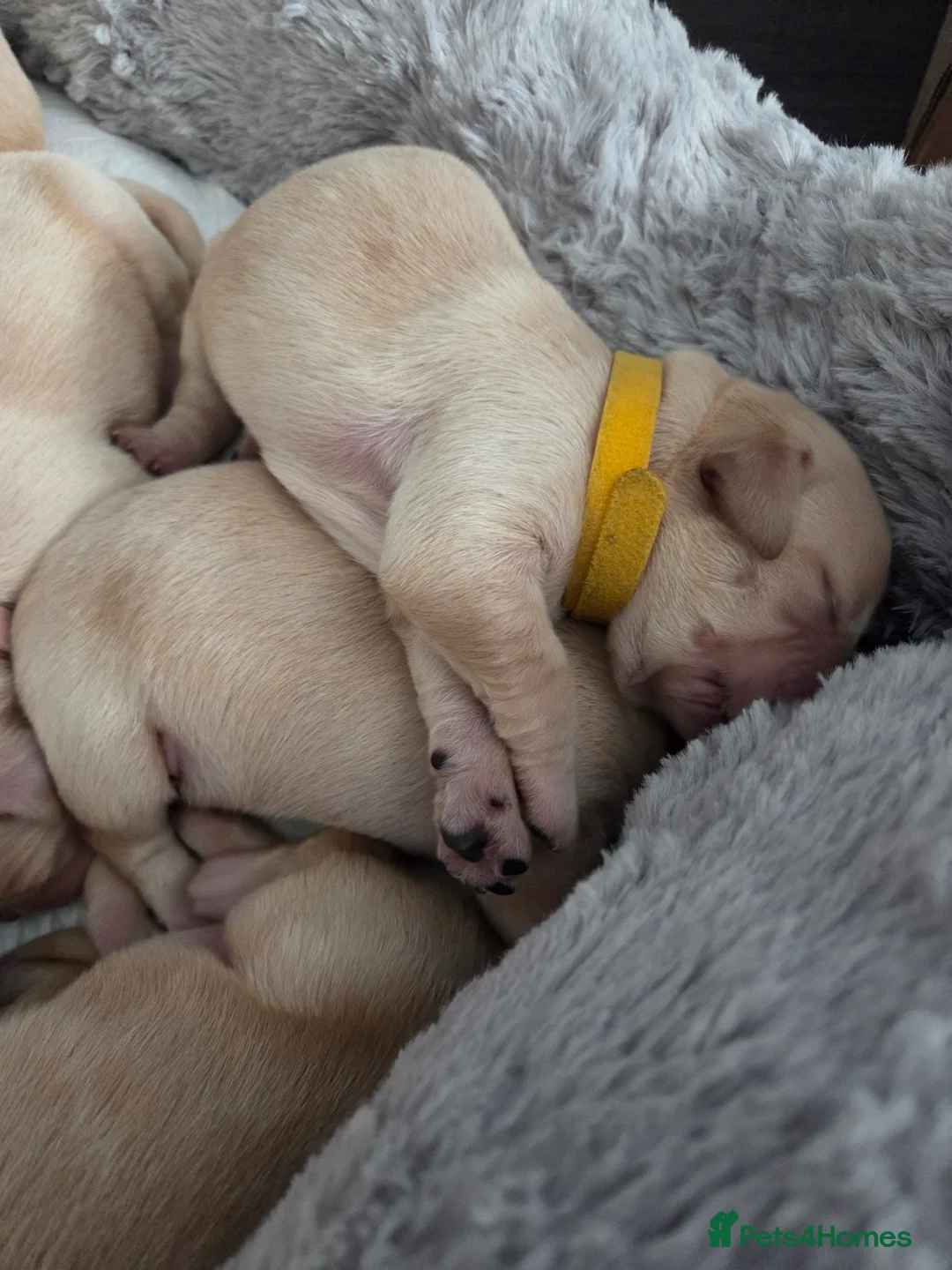 Goldador dogs for sale: Goldador Puppies – Show & Working Lines in Perth - Advert 5