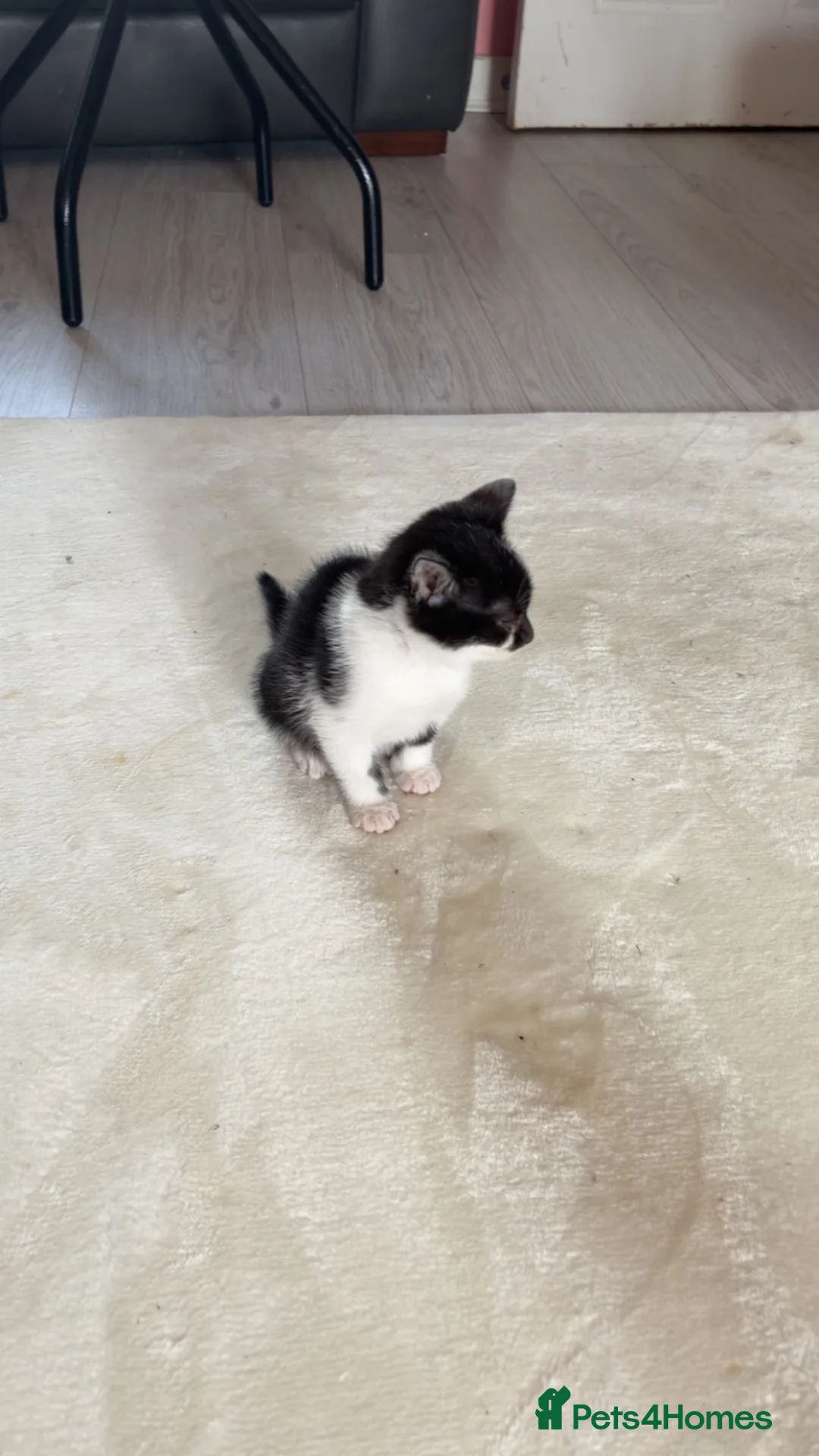 Mixed Breed cats for sale: 2 gawjus kittens ready  - Advert 2