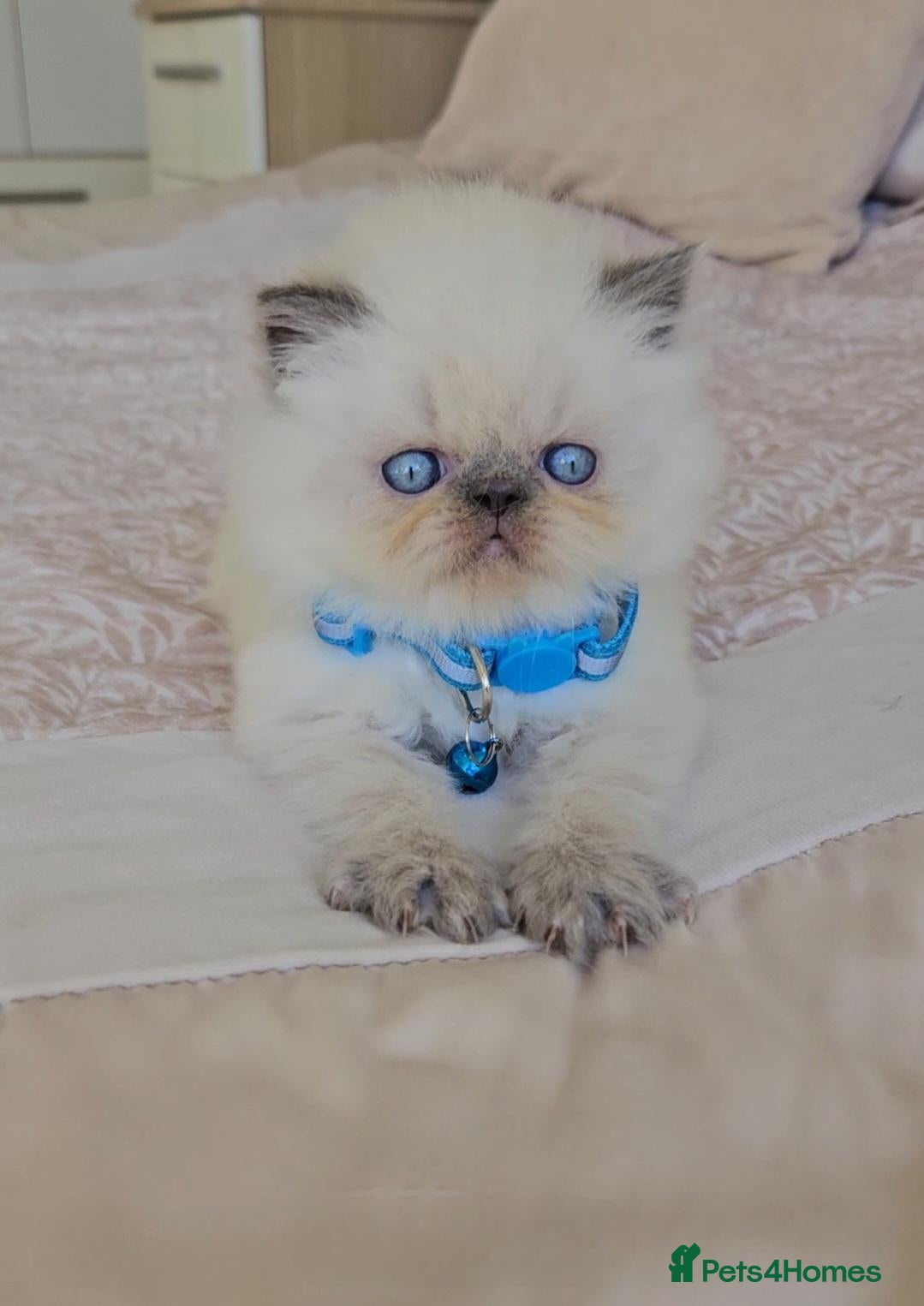 Persian cats Stunning Top Quality Persian Kittens  - Advert 18