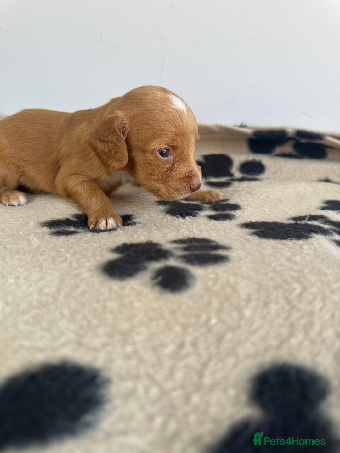 Cocker Spaniel dogs for sale: Working Cocker spaniel puppies  - Image 8