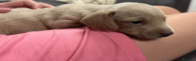 Dachshund 1
