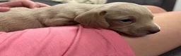 Dachshund dogs for sale: Beautiful dachshund puppies  - Advert 5