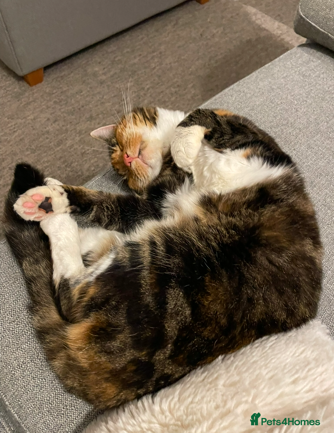 Mixed Breed cats for sale: Loving Home Wanted for 13 Year Old Cat - Advert 3