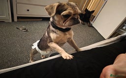 Pug dogs for sale: Pretty Sable Pug - Image 4