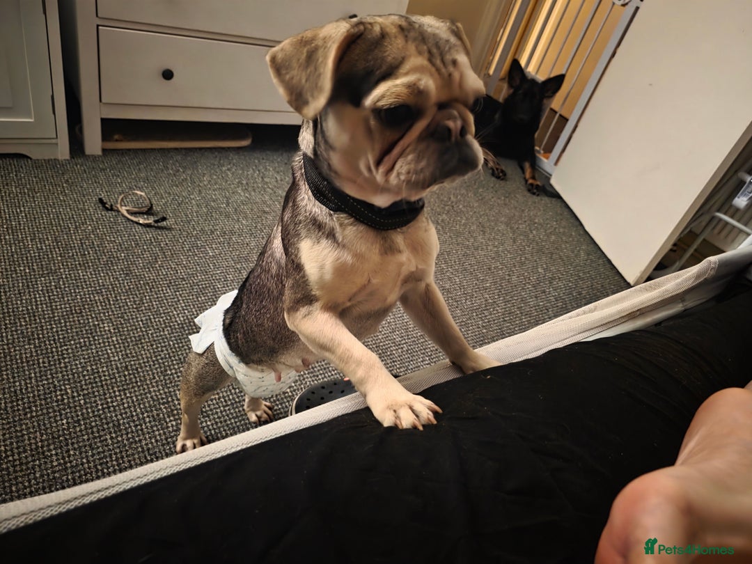 Pug dogs for sale: Pretty Sable Pug - Image 4