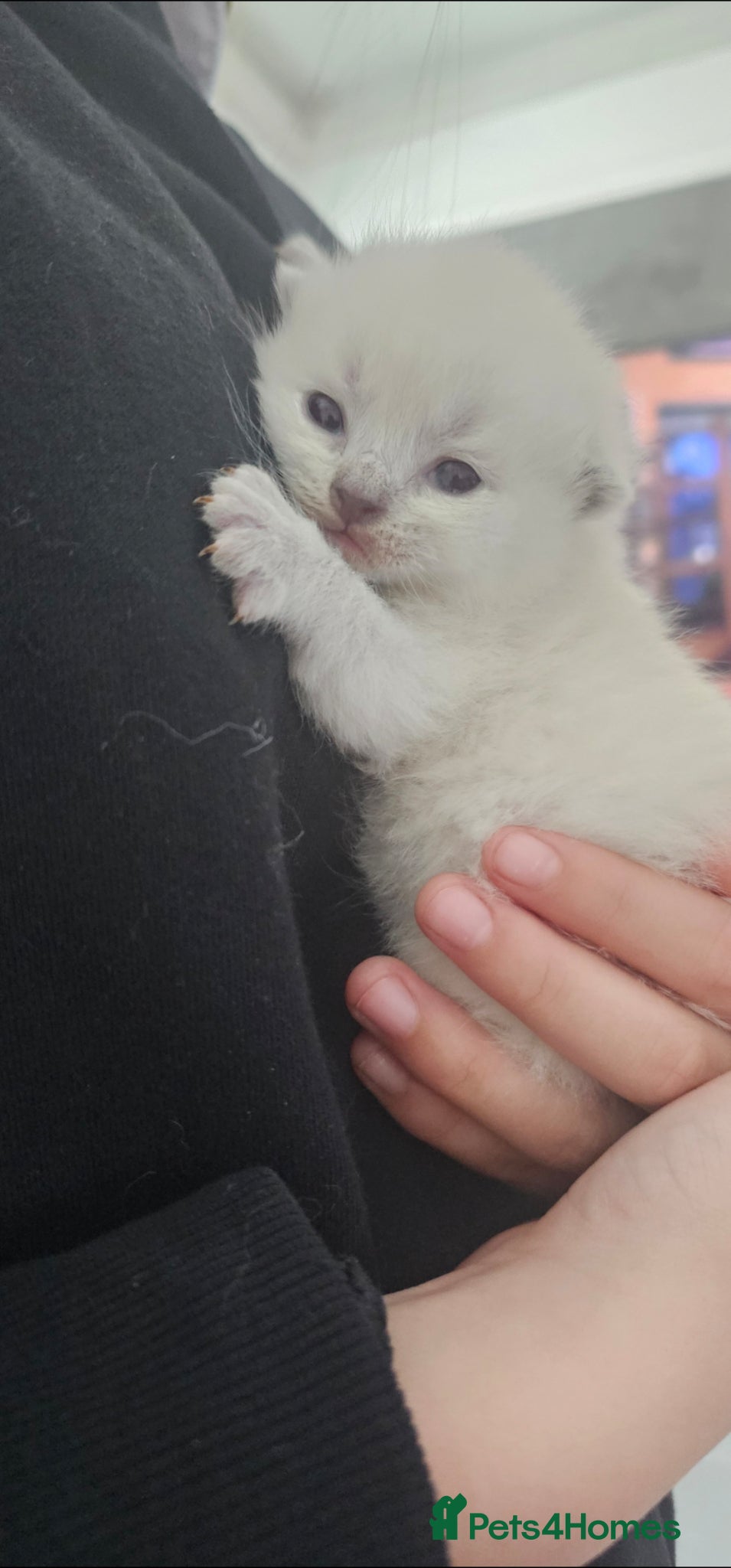 British Shorthair cats for sale: 4 bsh kittens - Advert 5