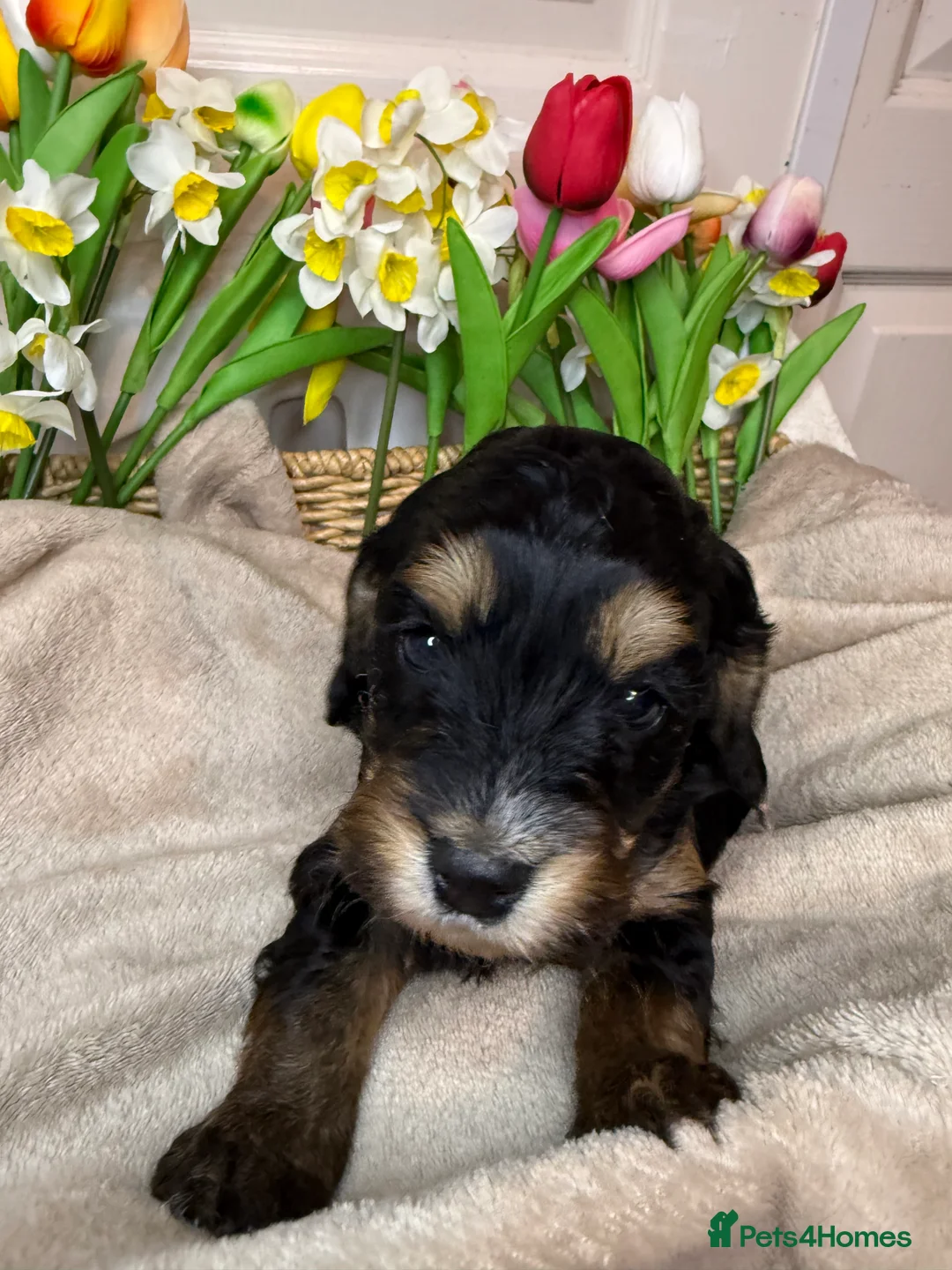 Cockapoo dogs for sale: Adorable F1 cockapoo puppies - Advert 4