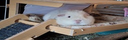 Guinea Pig rodents for sale: Bonded Rex Boar Brothers Arthur & Stanley - Advert 1