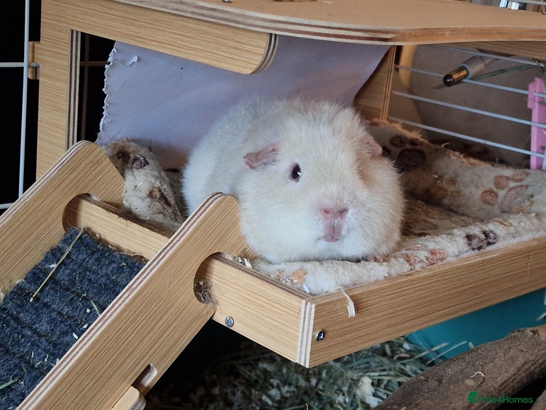 Guinea Pig rodents for sale: Bonded Rex Boar Brothers Arthur & Stanley - Advert 1