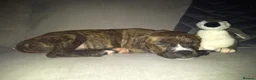 Mixed Breed dogs for sale: Miss Mila - Advert 3