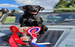 Labrador Retriever dogs for sale: 8 Beautiful Black Labrador Puppies - Image 6