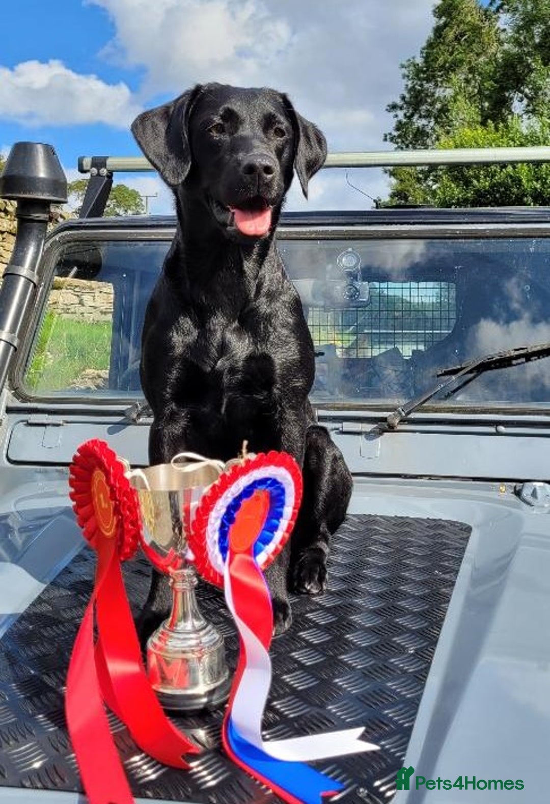 Labrador Retriever dogs for sale: 8 Beautiful Black Labrador Puppies - Image 6