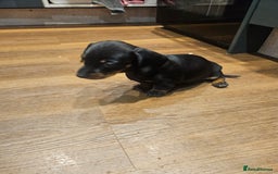 Miniature Dachshund dogs for sale: Miniature Dachshund puppies - Image 3