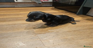 Miniature Dachshund dogs - Advert 8