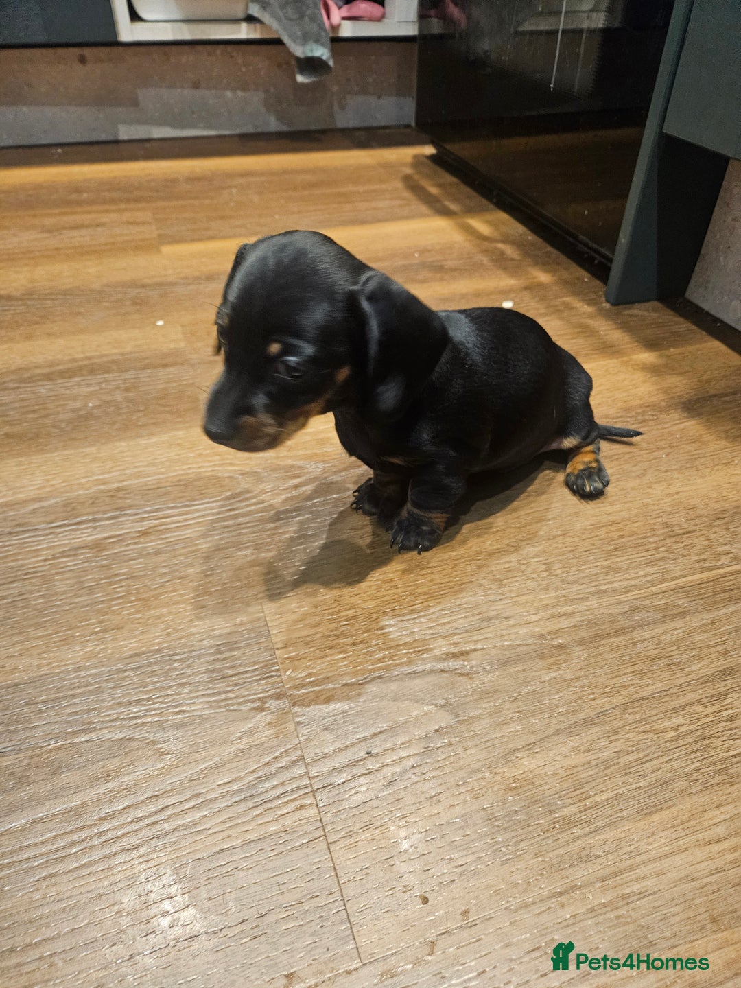 Miniature Dachshund dogs for sale: Miniature Dachshund puppies - Image 3