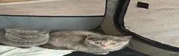 British Shorthair cats for sale: British Short Hair Kittens For Sale - Advert 4