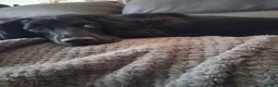 Cocker Spaniel dogs for sale: GORGEOUS WORKING BREED COCKER SPANIEL PUPS  in Truro - Advert 2