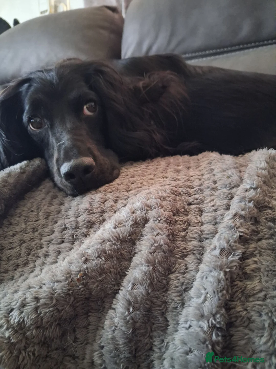 Cocker Spaniel dogs for sale: GORGEOUS WORKING BREED COCKER SPANIEL PUPS  in Truro - Advert 2
