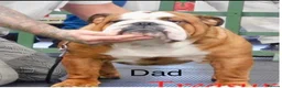 English Bulldog dogs for sale: KC British Bulldog Puppies - Advert 12