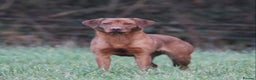 Labrador Retriever dogs for sale: QUALITY LITTER OF DARK FOX RED LABRADOR PUPPIES - Advert 8