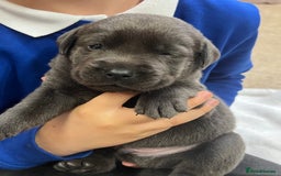 Labrador Retriever dogs for sale: Charcoal boy & silver girl  - Image 3