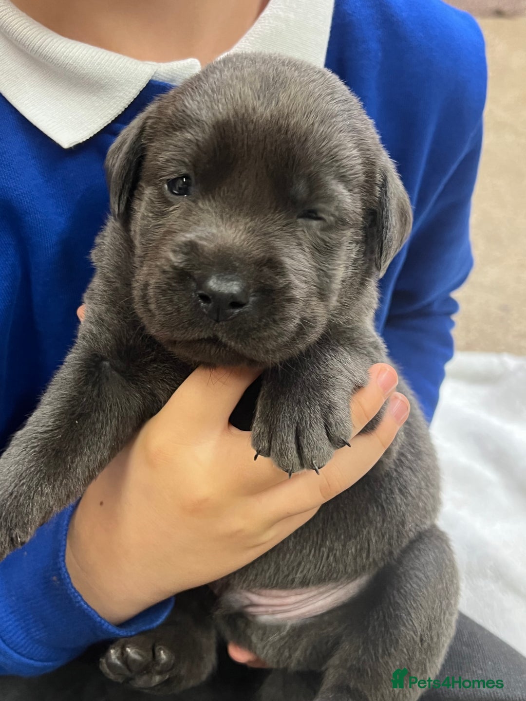 Labrador Retriever dogs for sale: Charcoal boy & silver girl  - Image 3