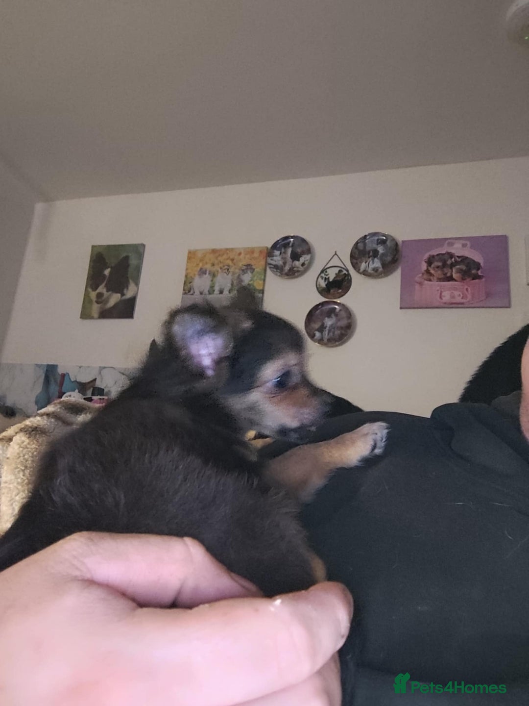 Pomchi dogs for sale: beautiful Pomchi pup - Image 22